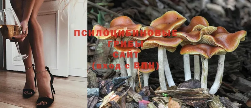 блэк спрут маркетплейс  Инсар  Псилоцибиновые грибы Cubensis 